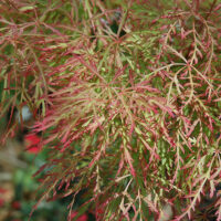Acer 'Chantilly Lace' Japanese Maple