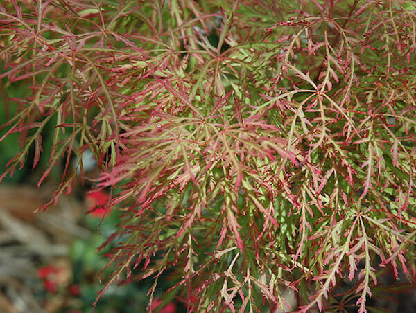 Acer 'Chantilly Lace' Japanese Maple
