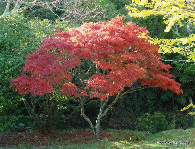 Acer 'Elegans' Japanese Maple 8" Pot - Image 2