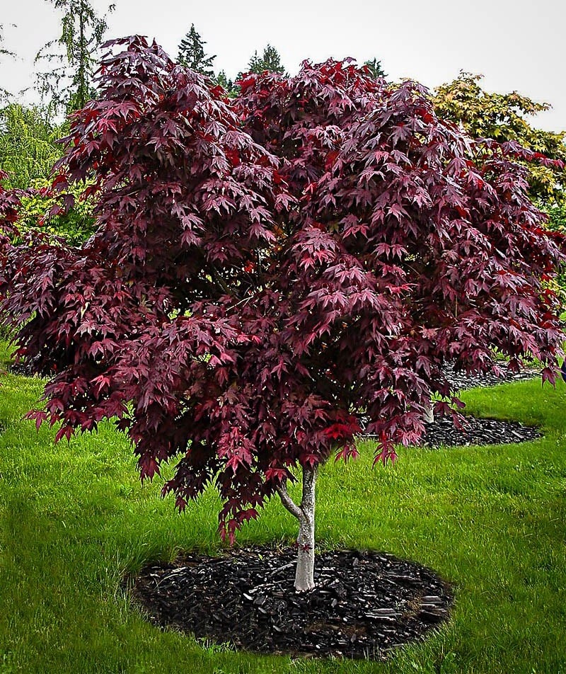 Acer 'Emperor 1' Japanese Maple, featuring deep red, serrated leaves, grows in a manicured lawn with a mulch ring at its base and is set against a backdrop of other trees.