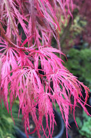 Close-up of pink, thin, and deeply lobed leaves of the Acer 'Hana Matoi' Japanese Maple with a blurred green background.