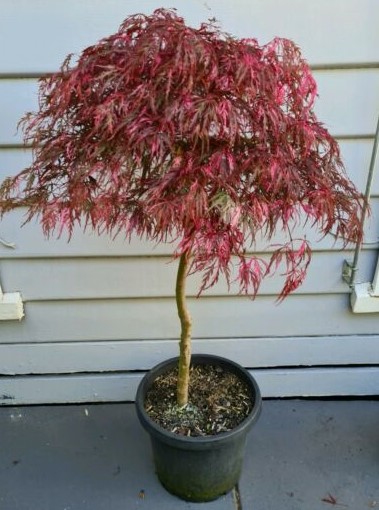 An Acer 'Hana Matoi' Japanese Maple with red, feathery leaves is potted and placed on a gray patio against a light gray wall.