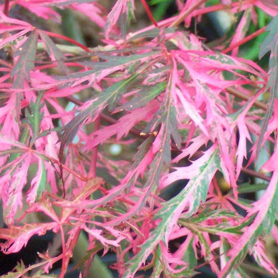 Close-up of Acer 'Hana Matoi' Japanese Maple leaves, showcasing a striking mix of pink, green, and white tones with finely serrated edges.
