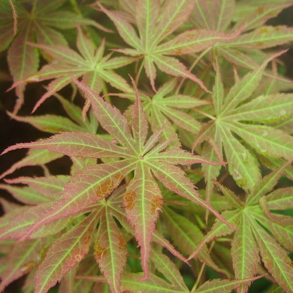 A close up of an Acer 'Matsukaze' Japanese Maple (Standard) 13" Pot leaf.