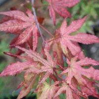 A close up of a red Japanese maple leaf, also known as Acer 'Reticulatum' Japanese Maple 13" Pot.