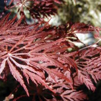 Acer 'Shojo Shidare' Japanese Maple 12" Pot