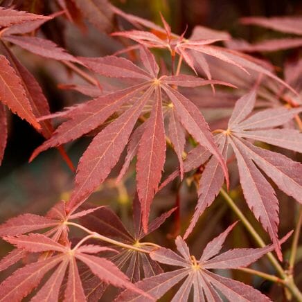 Acer 'Suminagashi' Japanese Maple 13" Pot