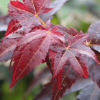 Acer 'Wallies' Japanese Maple 13" Pot tree with red leaves in a garden.