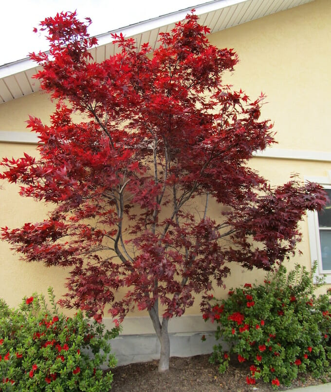 Acer 'Emperor 1' Japanese Maple - Image 2