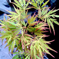 Acer 'Autumn Fire' Japanese Maple 13" Pot