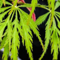 A close up of an Acer 'Green Globe' Japanese Maple 10" Pot leaf.