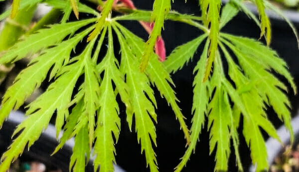 A close up of an Acer 'Green Globe' Japanese Maple 10" Pot leaf.