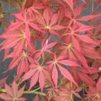 Acer 'Oshu Shidare' Japanese Maple 10" Pot, a type of Japanese Maple, displaying vibrant red leaves.