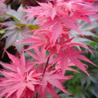 Acer 'Pixie' Japanese Maple