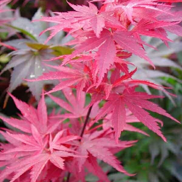 Acer 'Pixie' Japanese Maple
