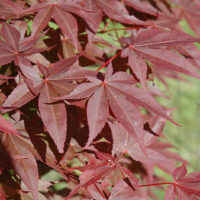 Acer 'Red Spray' Japanese Maple 16" Pot