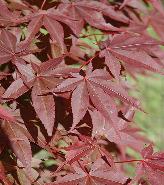 Acer 'Red Spray' Japanese Maple 13" Pot