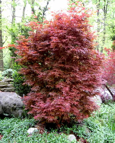 An Acer 'Skeeters Broom' Japanese Maple 12" Pot in a garden.