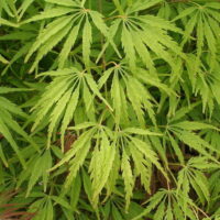 Acer 'Waterfall' Japanese Maple