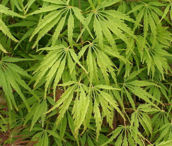 Acer 'Waterfall' Japanese Maple