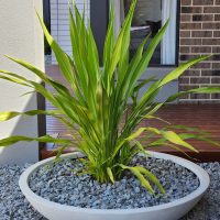 Doryanthes excelsa Gymea Lily planted in ceramic pot with grey stones in modern style garden