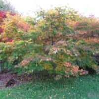 A Acer 'Kihachijo' Japanese Maple 13" Pot with colorful leaves in a garden.