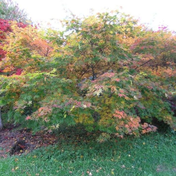 A Acer 'Kihachijo' Japanese Maple 13" Pot with colorful leaves in a garden.