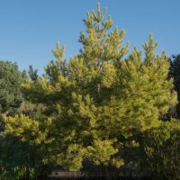 Pinus sylvestris Scots pine or Scotch pine advanced conifer pine tree with blue sky in the background