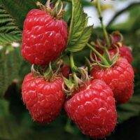 Close-up of a cluster of bright red raspberries from Rubus 'Heritage' Raspberry 6" Pot hanging in a 6" pot with lush green leaves.