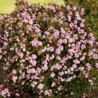 Rhaphiolepis indica Indian Hawthorn Pink Apple Blossom feature with bright pink flowers