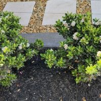 Rhaphiolepis indica Indian Hawthorn hedge with black bark in garden hedging modern garden green foliage white flowers small