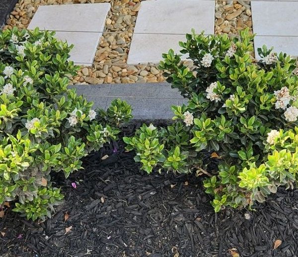 Rhaphiolepis indica Indian Hawthorn hedge with black bark in garden hedging modern garden green foliage white flowers small