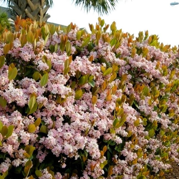 Rhaphiolepis indica Indian Hawthorn hedge pink flowering Springtime hedge screening plant with green foliage and masses of small pink flowers