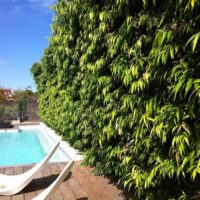 Waterhousia 'Weeping Lilly Pilly'