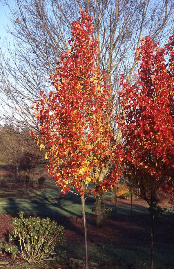 Two trees with red leaves in a park.