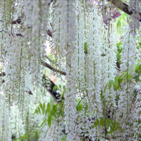A Wisteria 'Shiro Noda' White 8" Pot with stunning white flowers gracefully hanging from its branches.