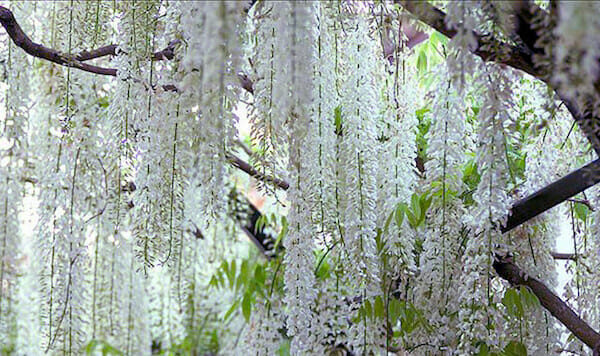 A Wisteria 'Shiro Noda' White 8" Pot with stunning white flowers gracefully hanging from its branches.