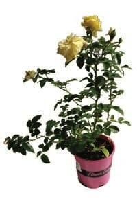 A Rose 'Gold' PBR Carpet Rose with two yellow blooms, grown in a 6" pink flowerpot against a white background.