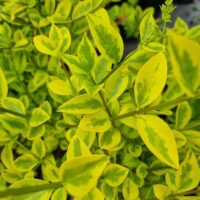 Close-up of Ligustrum 'Golden Privet' Variegated leaves, showcasing vibrant green and yellow foliage with dense growth and a small flower bud in the upper right.