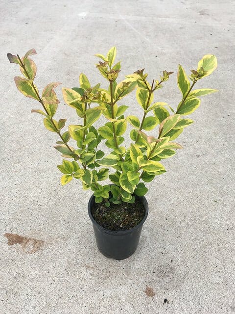 Hello Hello Plants Nursery Melbourne Victoria Australia Ligustrum ovalifolium Aureum Variegated Box Leaved Privet 6in Pot