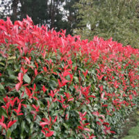 photinia