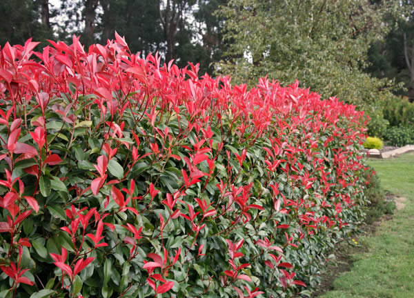 Photinia robusta