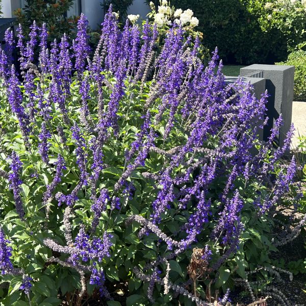 The vibrant purple flowering bush flourishes next to a Cotyledon 'Silver Waves' Succulent in an 8" pot, basking in the sunlight of a garden.