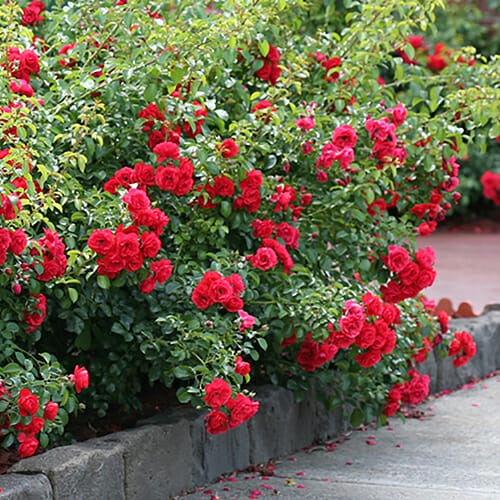 Sentence with the product name: Lush Rose 'Scarlet' PBR Carpet Rose blooming along a garden path, with dense green foliage and a curbstone border.
