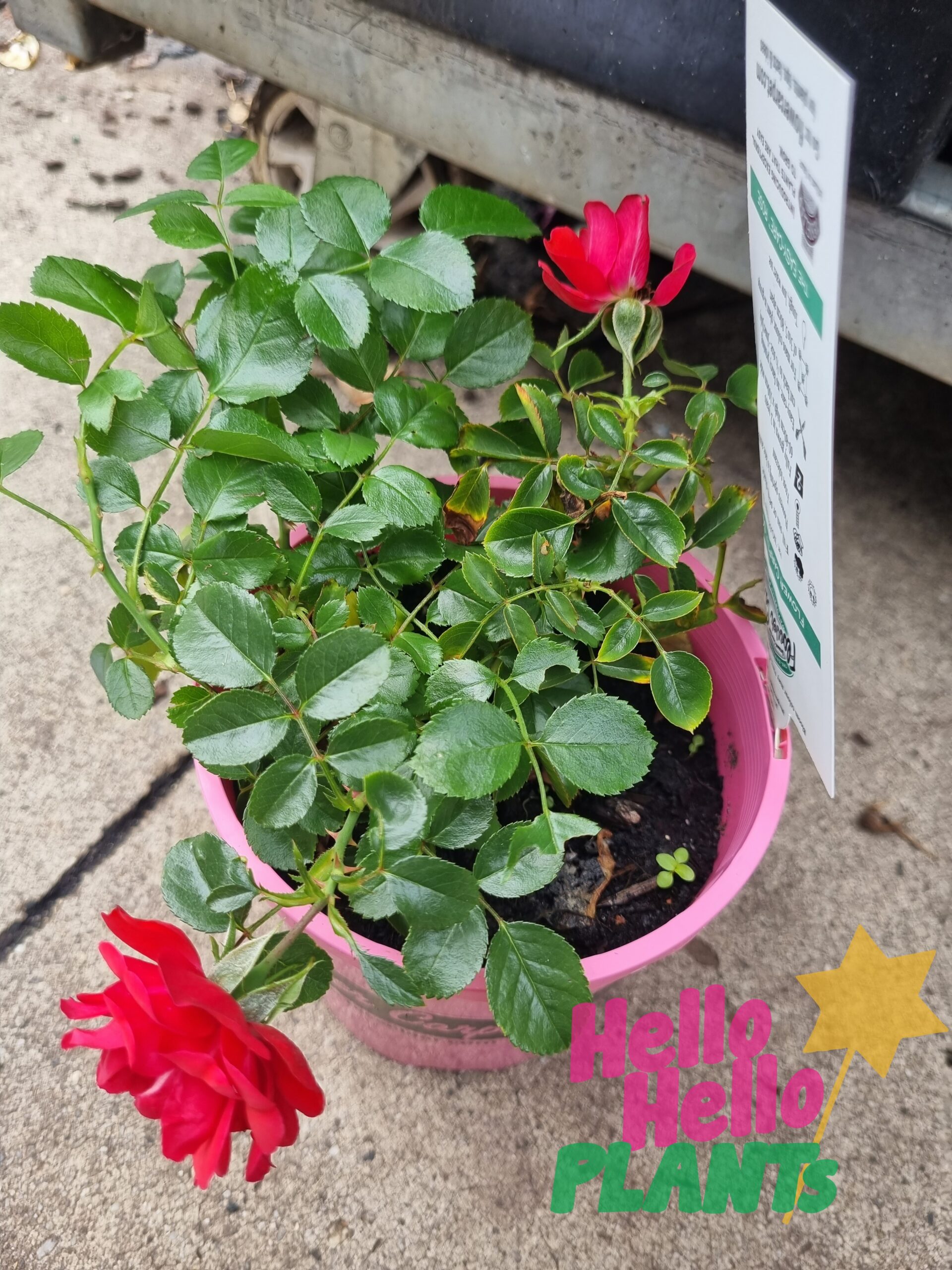 Rose 'Red' PBR Carpet Rose 7" Pot - Image 3