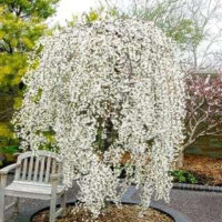 A white tree in a garden adorned with Christmas decorations and a bench.
