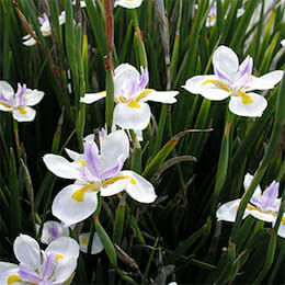 A group of white and purple irises, the cheapest pot plants, are growing in the grass.