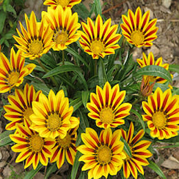 gazania