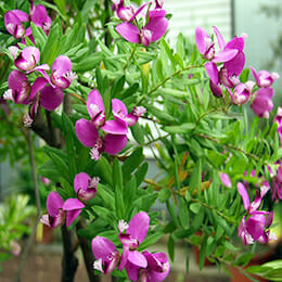 polygala