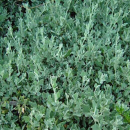 salt-bush